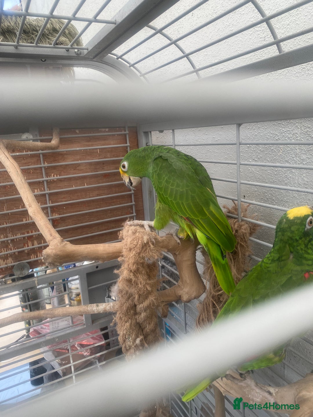 Parrots birds for sale: AMAZON YELLOW CROWNED PANAMA PROVEN PAIR - Image 8