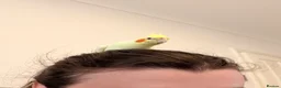 Cockatiels birds for sale: Cockatiel with full setup – loving home  in London - Advert 5