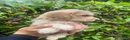 Cockapoo dogs for sale: F1 Show Type Sable Merle Cockapoos ONLY  2 LEFT - Advert 1