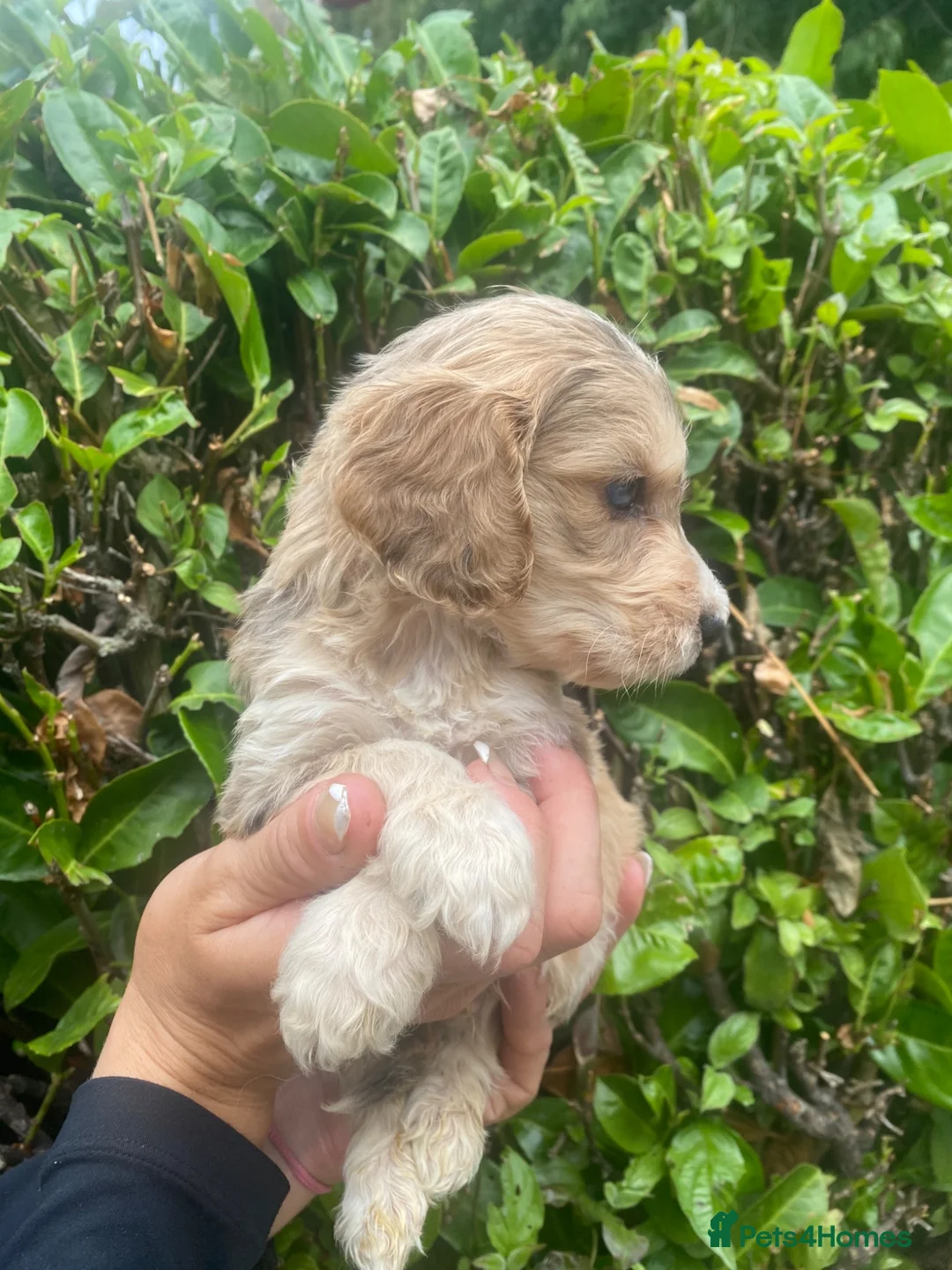 Cockapoo dogs for sale: F1 Show Type Sable Merle Cockapoos ONLY  2 LEFT - Advert 1