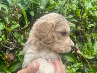 Cockapoo dogs F1 Show Type Sable Merle Cockapoos ONLY 2 LEFT - Advert 1