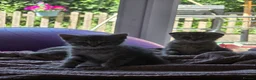 Scottish Fold cats for sale: *ONE LEFT, READY NOW* Pretty Scottish Fold girl  - Advert 4