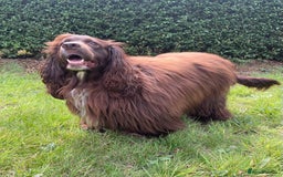 Sprocker dogs for stud: Dexter Sprocker - Image 4