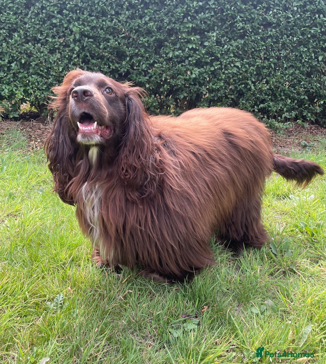 Sprocker dogs for stud: Dexter Sprocker - Image 4