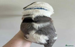 Sheepadoodle dogs for sale: unique sheepadoodles due - Image 13