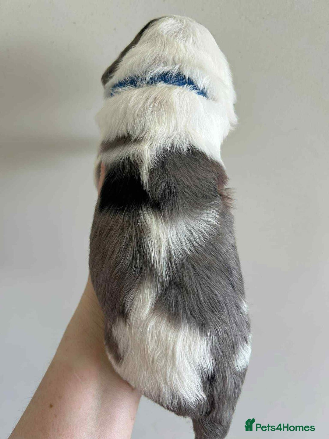 Sheepadoodle dogs for sale: unique sheepadoodles due - Image 13