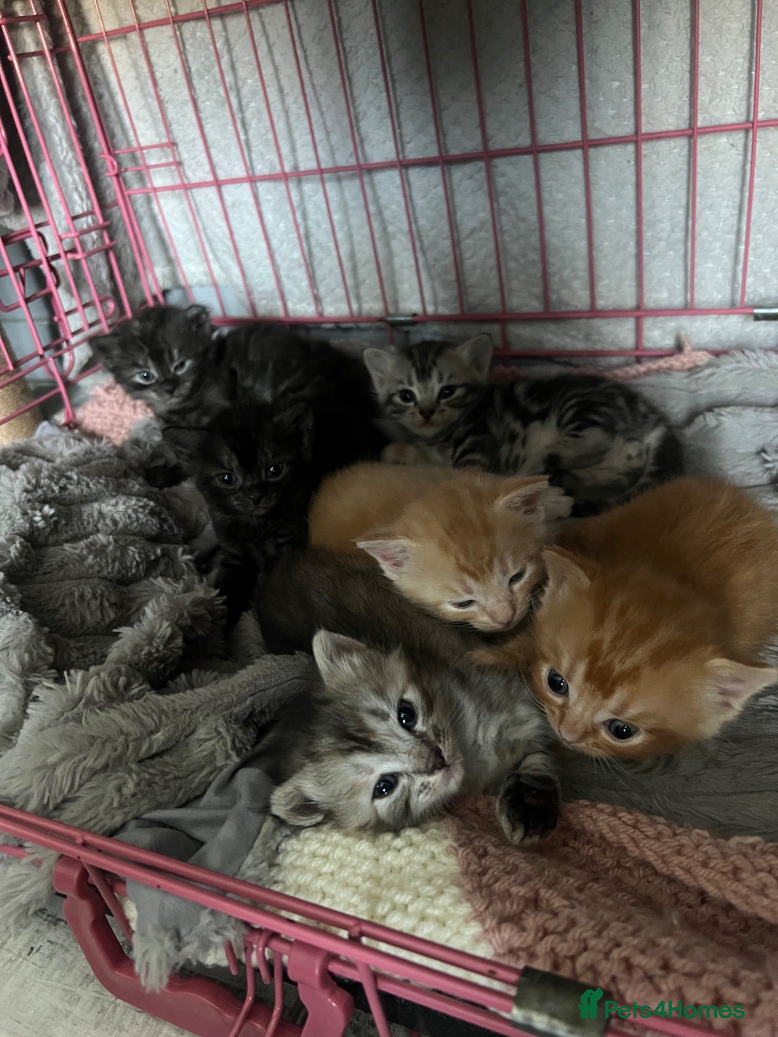 Mixed Breed cats Snow tabby x ragdoll kittens for sale! - Advert 4
