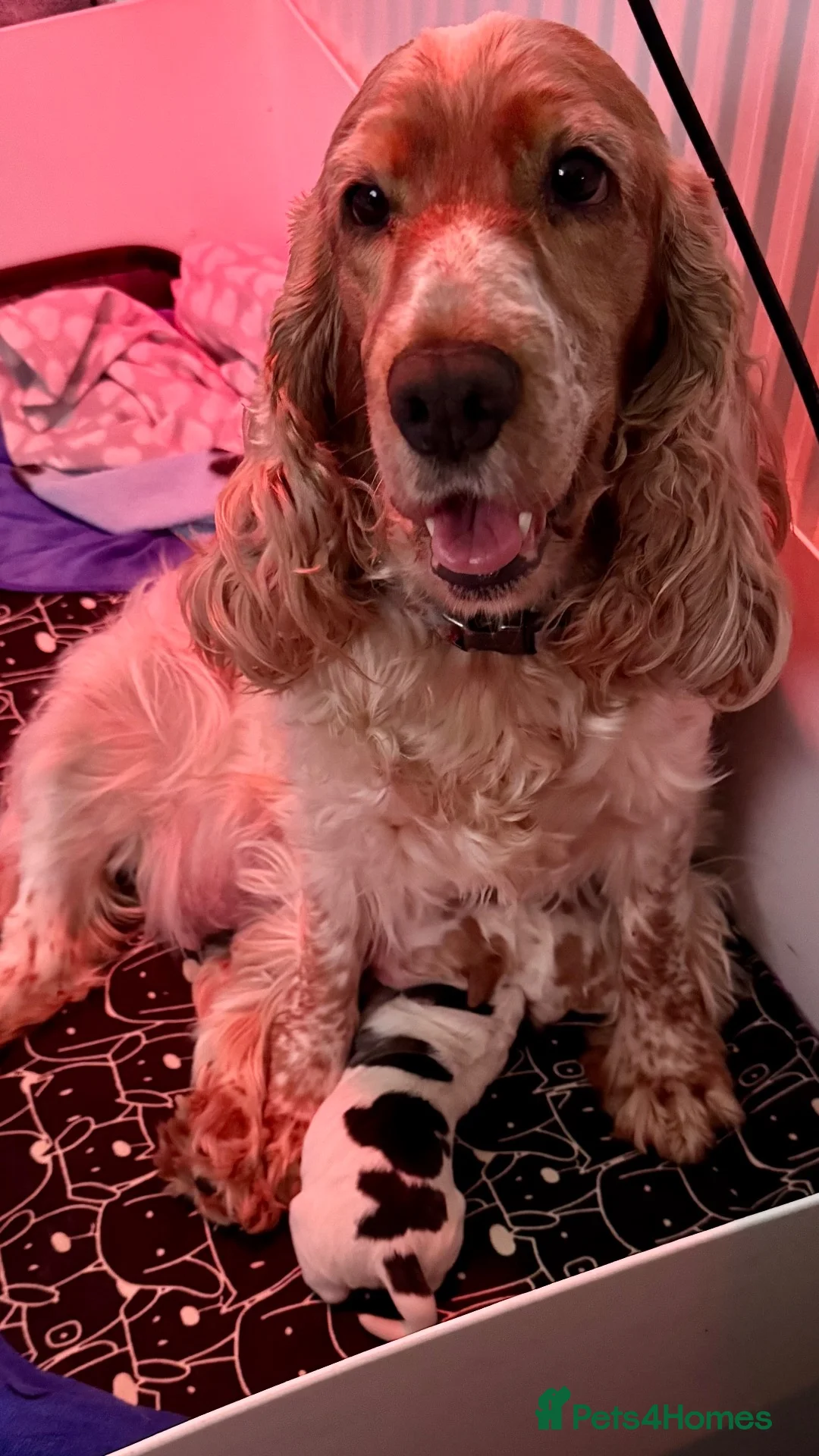 Cocker Spaniel dogs for sale: Show type cocker spaniels  - Advert 1