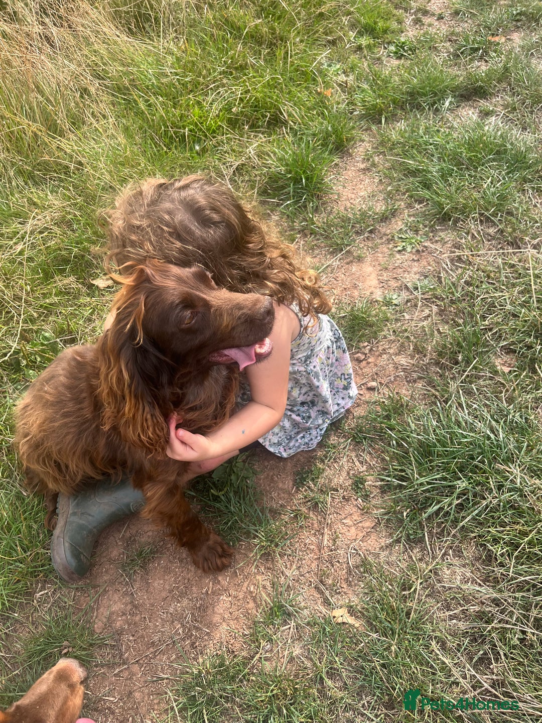 Cocker Spaniel dogs for sale: 2 Gorgeous Chocolate Cocker Dog Pups For Sale! - Image 3