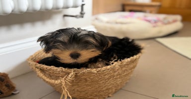 Yorkshire Terrier dogs - Advert 3