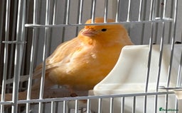 Canaries birds for sale: Canary Female & birdcage toys & food - Image 4