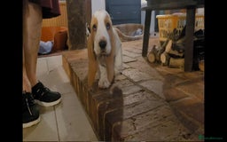 Basset Hound dogs for sale: Red and white basset boy available  - Image 3