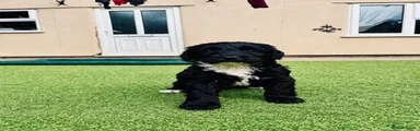 Sproodle Puppy 5