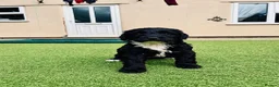 Sproodle dogs for sale: Stunning F1 Sproodles  - Advert 23