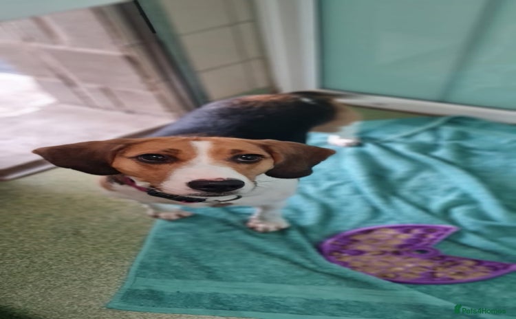 Beagle dogs - Advert 1