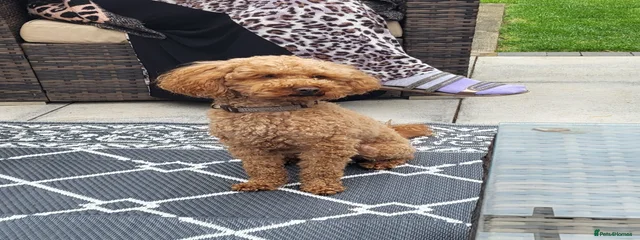 Teddy