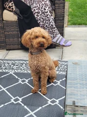 Teddy