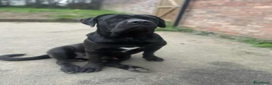 Cane Corso Puppy 1