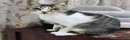 Arabian Mau cats for sale: Antar  - Advert 5