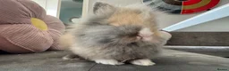 Lionhead rabbits for sale:  Double mane fluffy lion head  - Advert 5