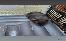 Guinea Pig rodents for sale: Young male and female guinea pigs for sale - Image 4