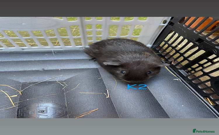 Guinea Pig rodents for sale - Advert 2