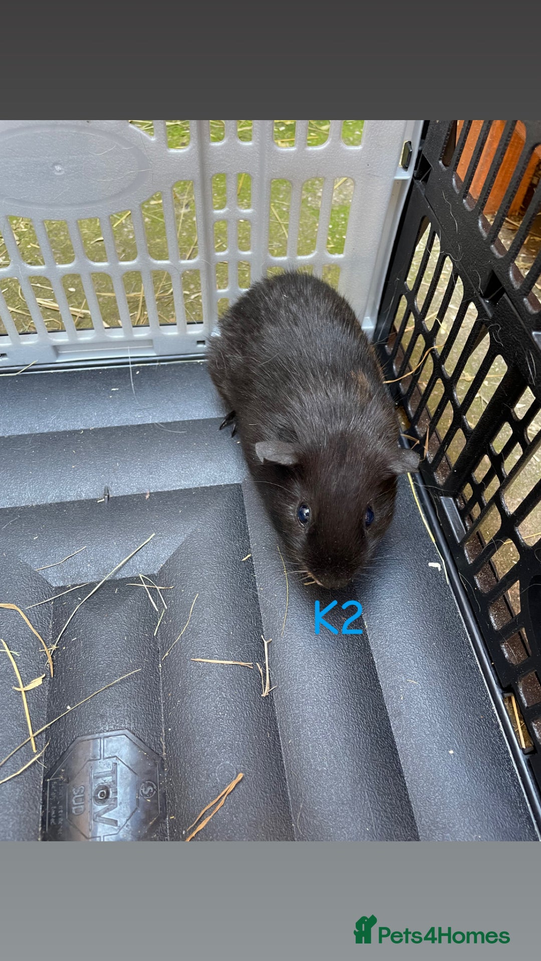 Guinea Pig rodents for sale: Young male and female guinea pigs for sale - Image 4