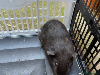 Guinea Pig rodents - Advert 5