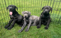 Cane Corso dogs for sale: Cane corso girl pup FULLY VACCINATED  - Image 16
