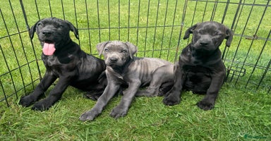 Cane Corso dogs - Advert 7