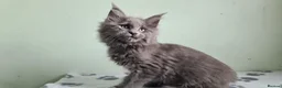 Maine Coon cats for sale: Maine coon kittens registered with GCCF - Advert 14