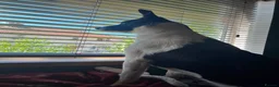 Border Collie dogs for adoption: Merlin - Adopt a Collie in Cheddar - Advert 3