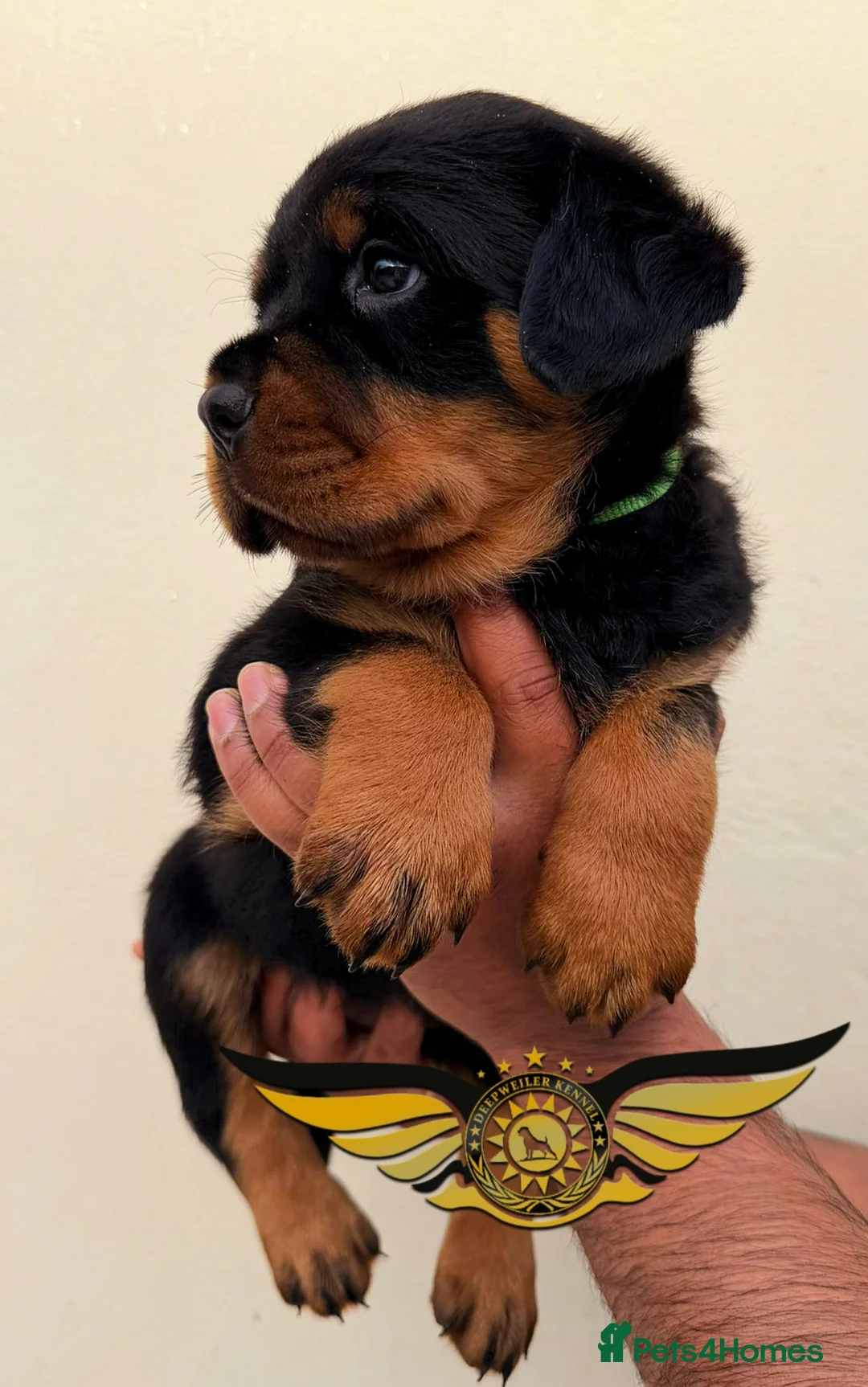 Rottweiler dogs for sale: BEAUTIFUL ROTTWEILER PUPPIES FULL KC SHOW QUALITY  - Advert 9