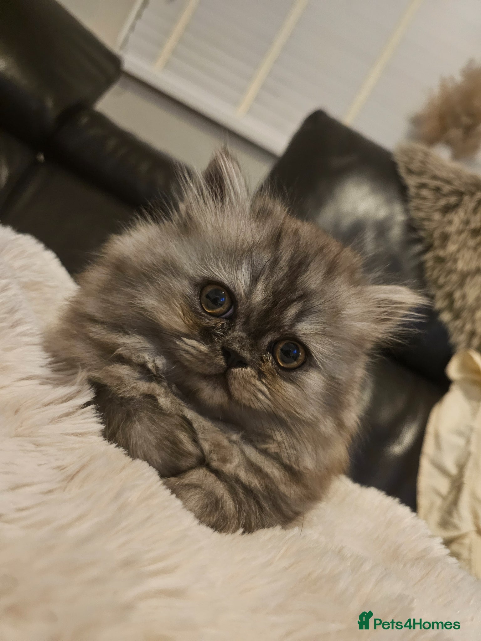 Persian cats 1 left. 💖 Rare Blue Smoke Dollface 💖 - Advert 7