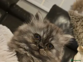 Persian cats 1 left. 💖 Rare Blue Smoke Dollface 💖 - Advert 7