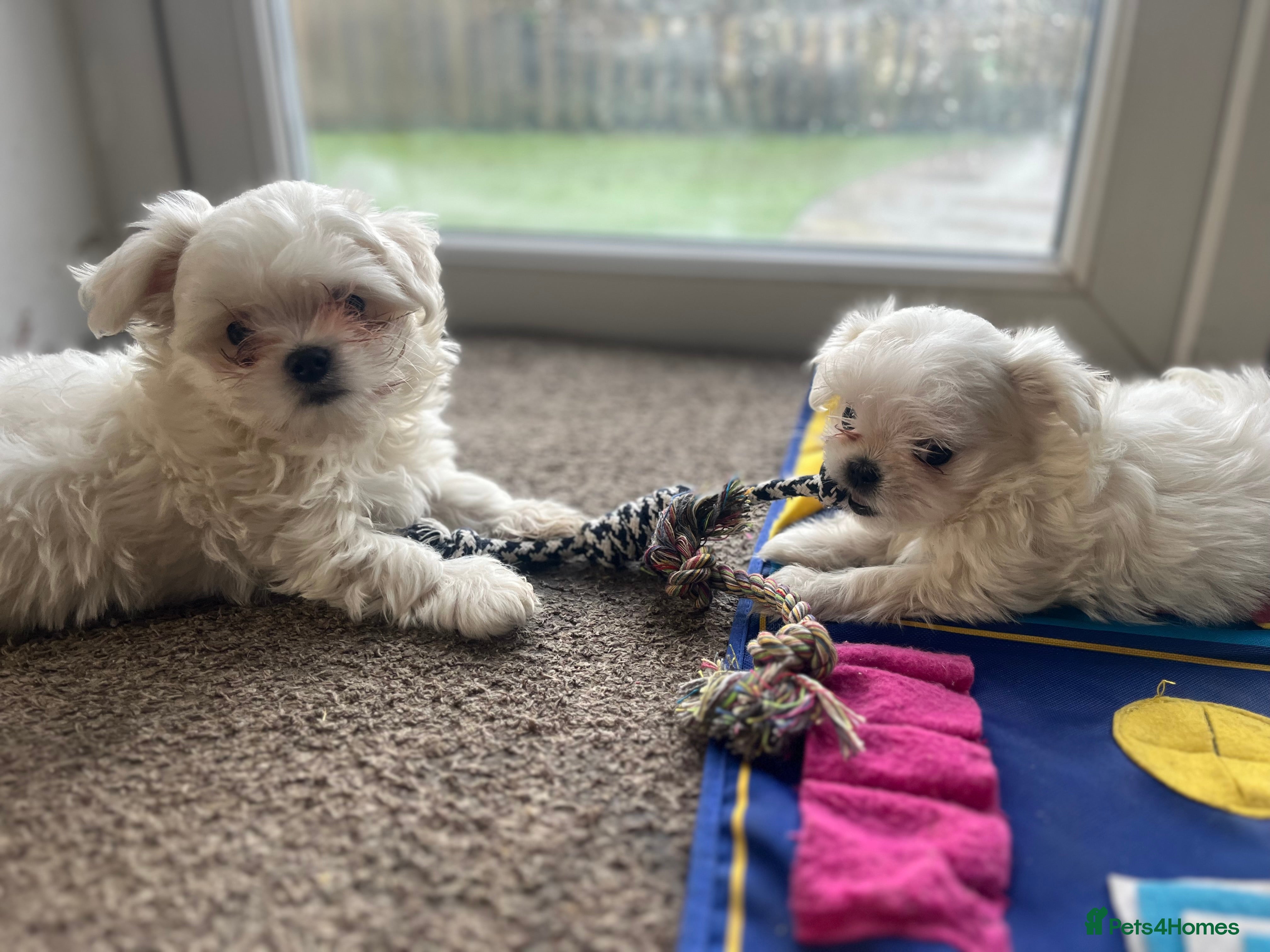 Maltese dogs Meet Your Little Heart Melters ❄️ - Advert 4