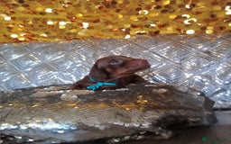 Miniature Dachshund dogs for sale: 7 MINIATURE DUSCHUND PUPPIES 🐶  - Image 10