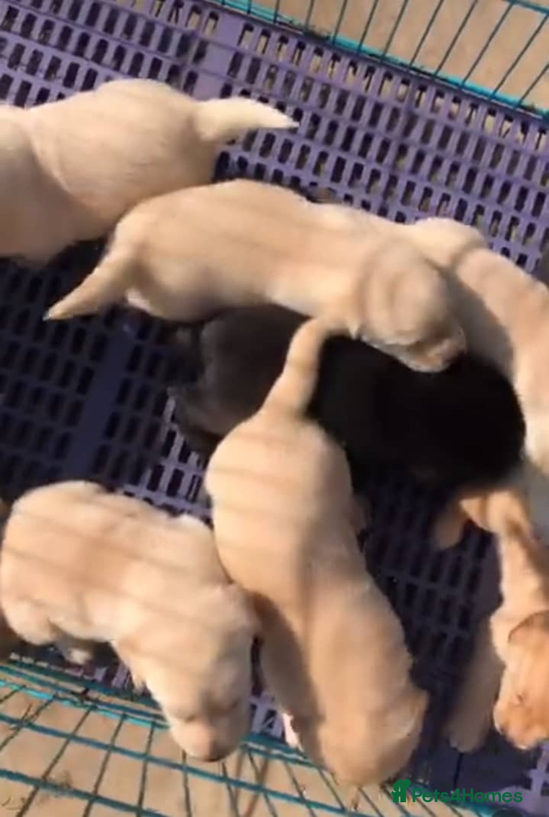 Labrador Retriever dogs for sale: !Family-Raised Black Labrador Puppies! - Image 5