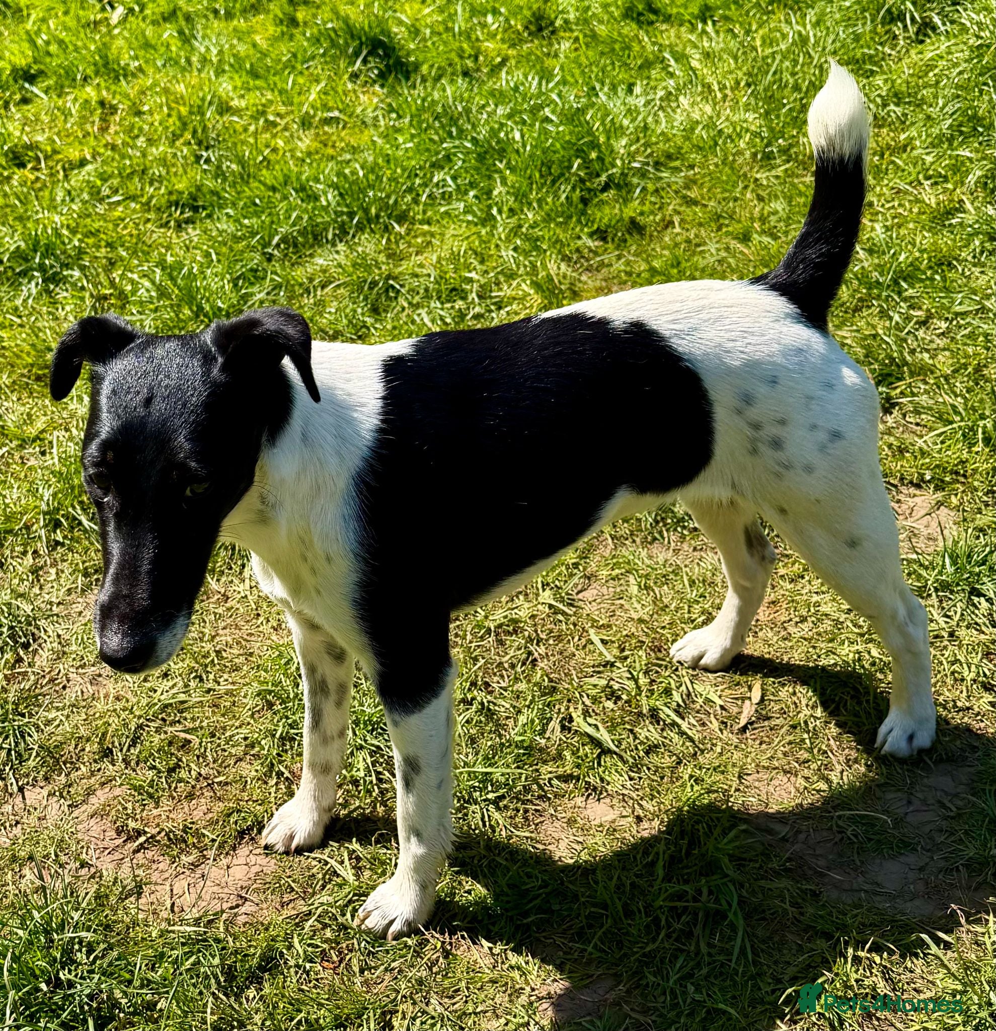Fox Terrier dogs Pixel aka Jumper – Female Fox Terrier - Advert 1