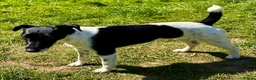 Fox Terrier dogs for adoption: Pixel aka Jumper – Female Fox Terrier - Advert 1