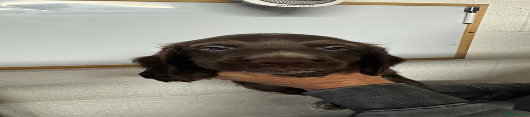 Sprocker Puppy 1- Liver boy