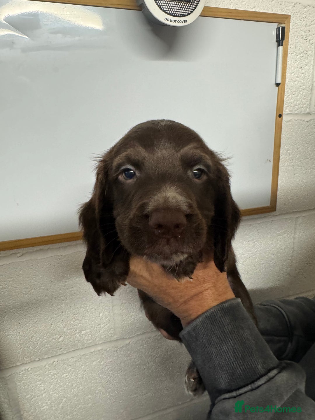 Sprocker dogs for sale: Sprocker Spaniel Pups- Ready To Go - Image 2