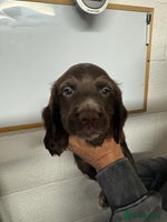 Sprocker dogs - Advert 8