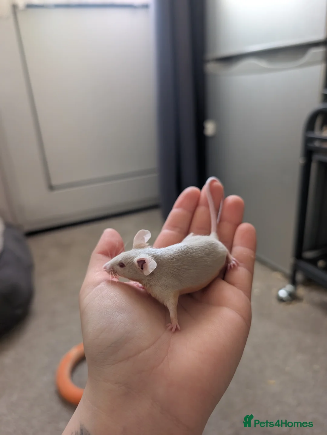 Mouse rodents for sale: Male and female splashed fancy mice  - Advert 3