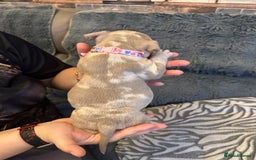 American Bully dogs for sale: 🐾 ABKC Registered Micro/Pocket Bully Puppies! 🐾 - Image 20