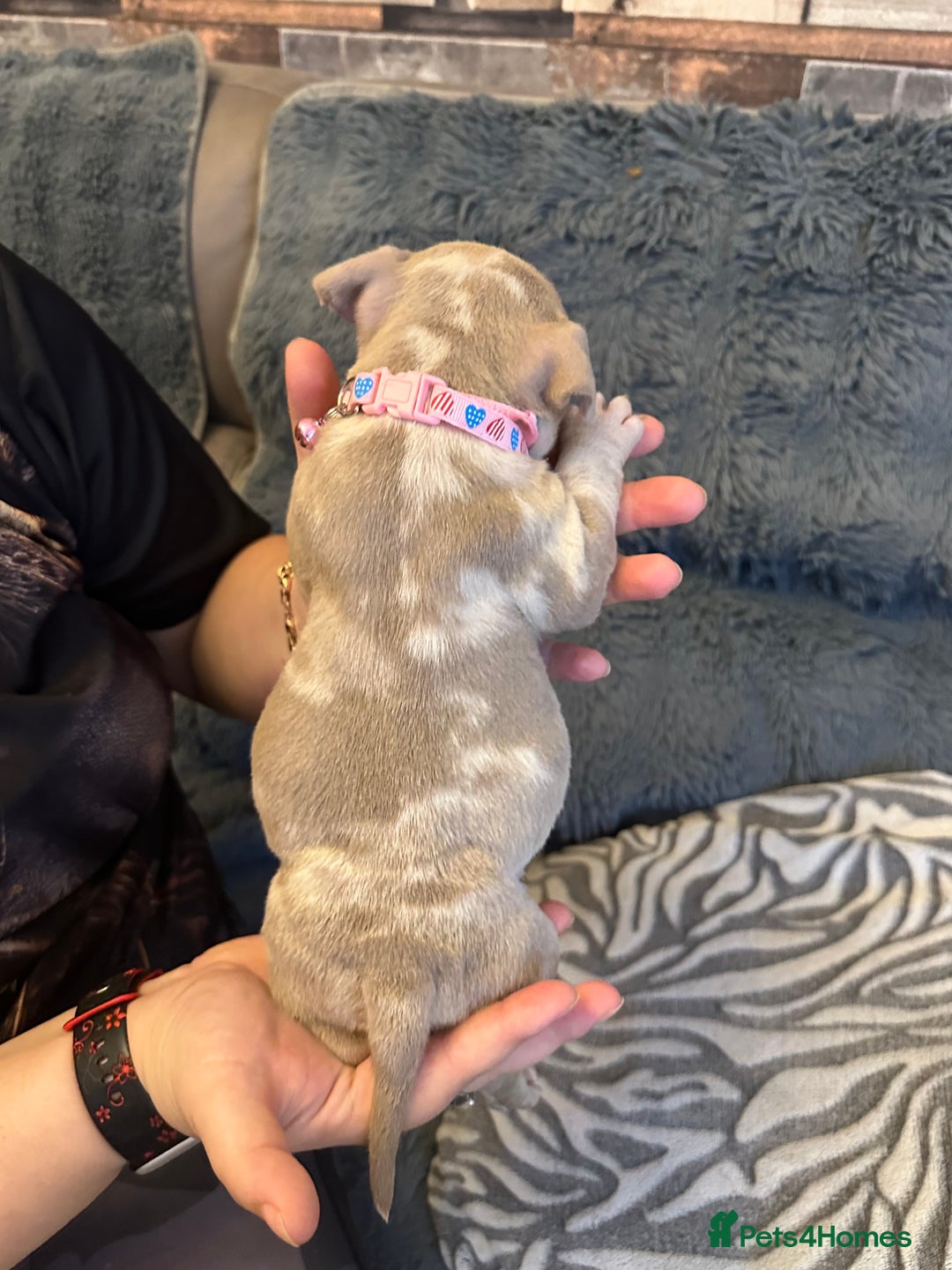 American Bully dogs for sale: 🐾 ABKC Registered Micro/Pocket Bully Puppies! 🐾 - Image 20