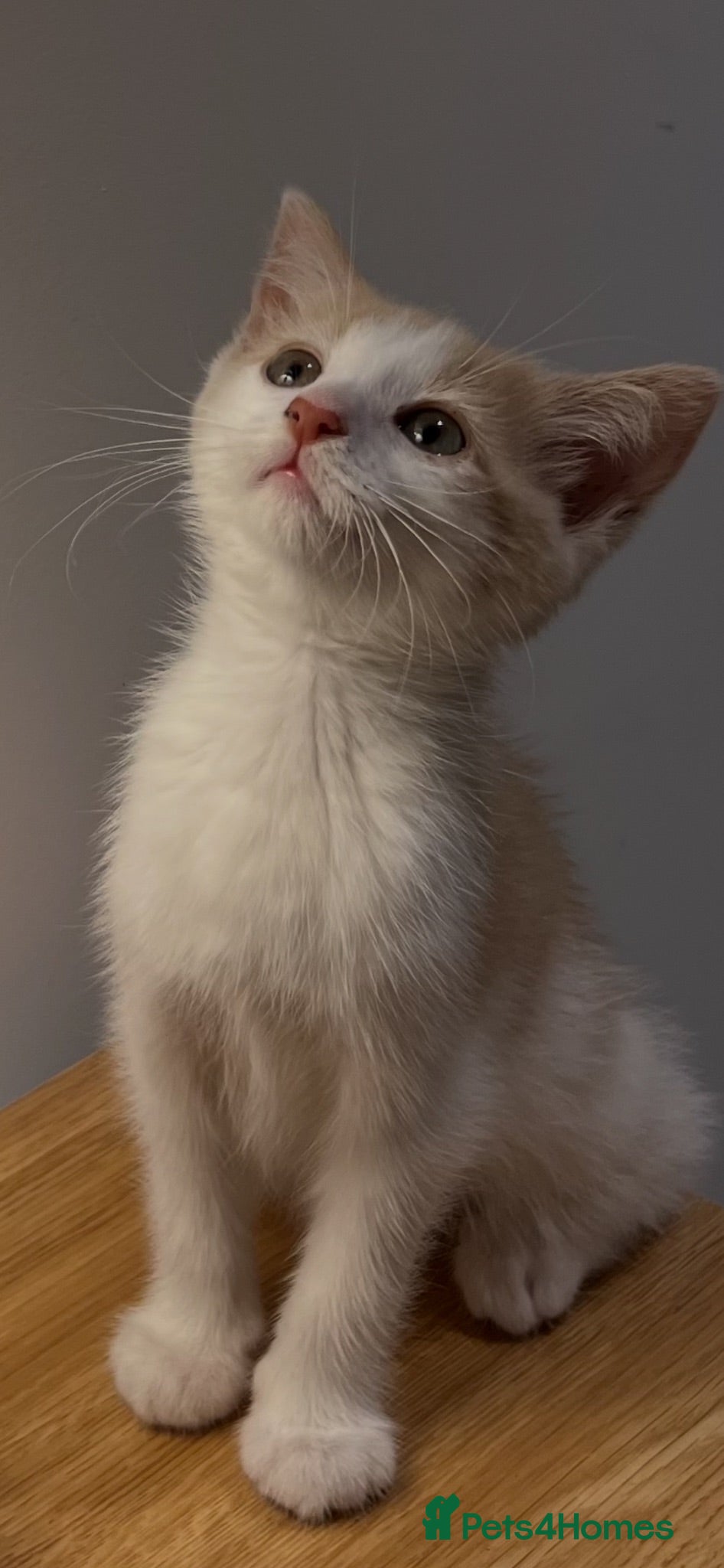 Domestic Shorthair cats Beautiful Female Kitten  - Advert 1