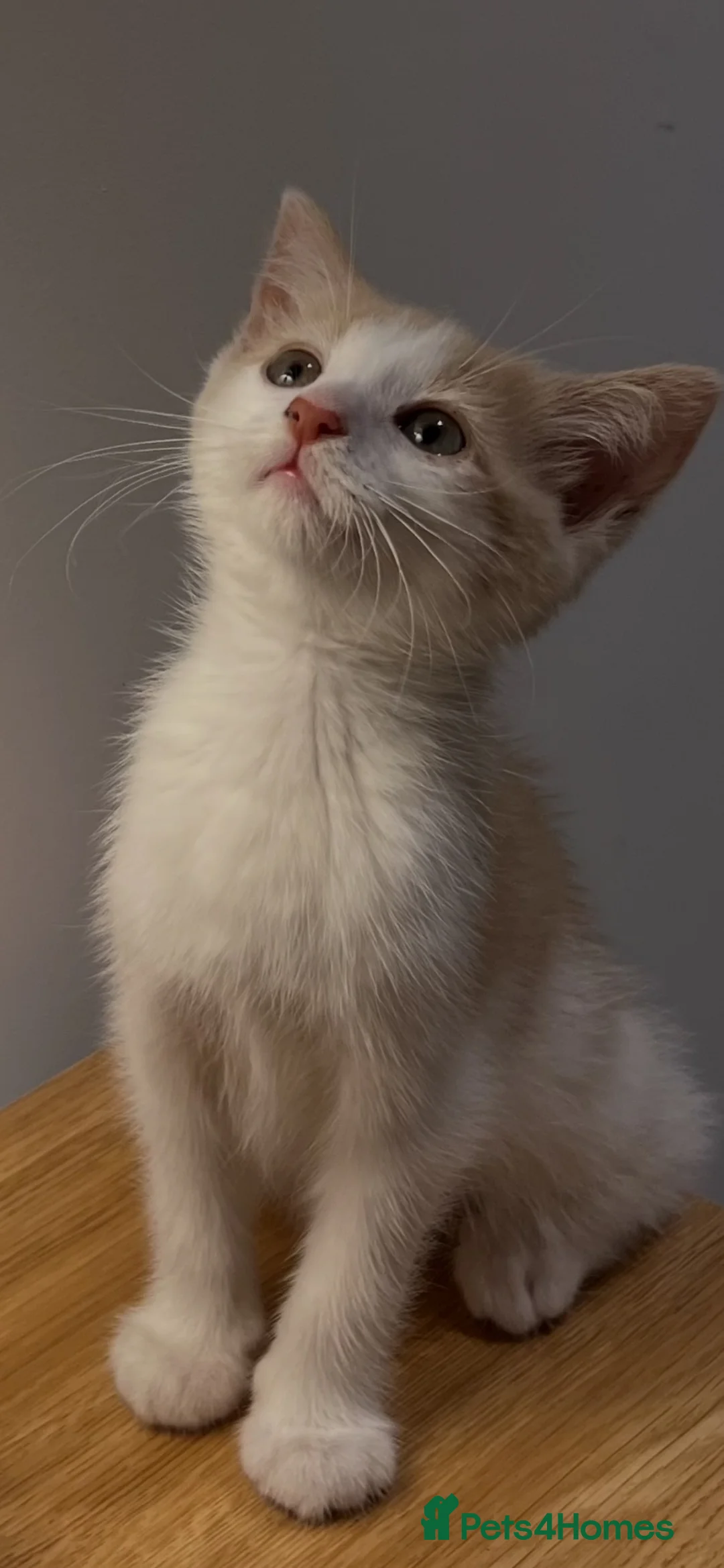 Domestic Shorthair cats for sale: Beautiful Female Kitten  - Advert 1
