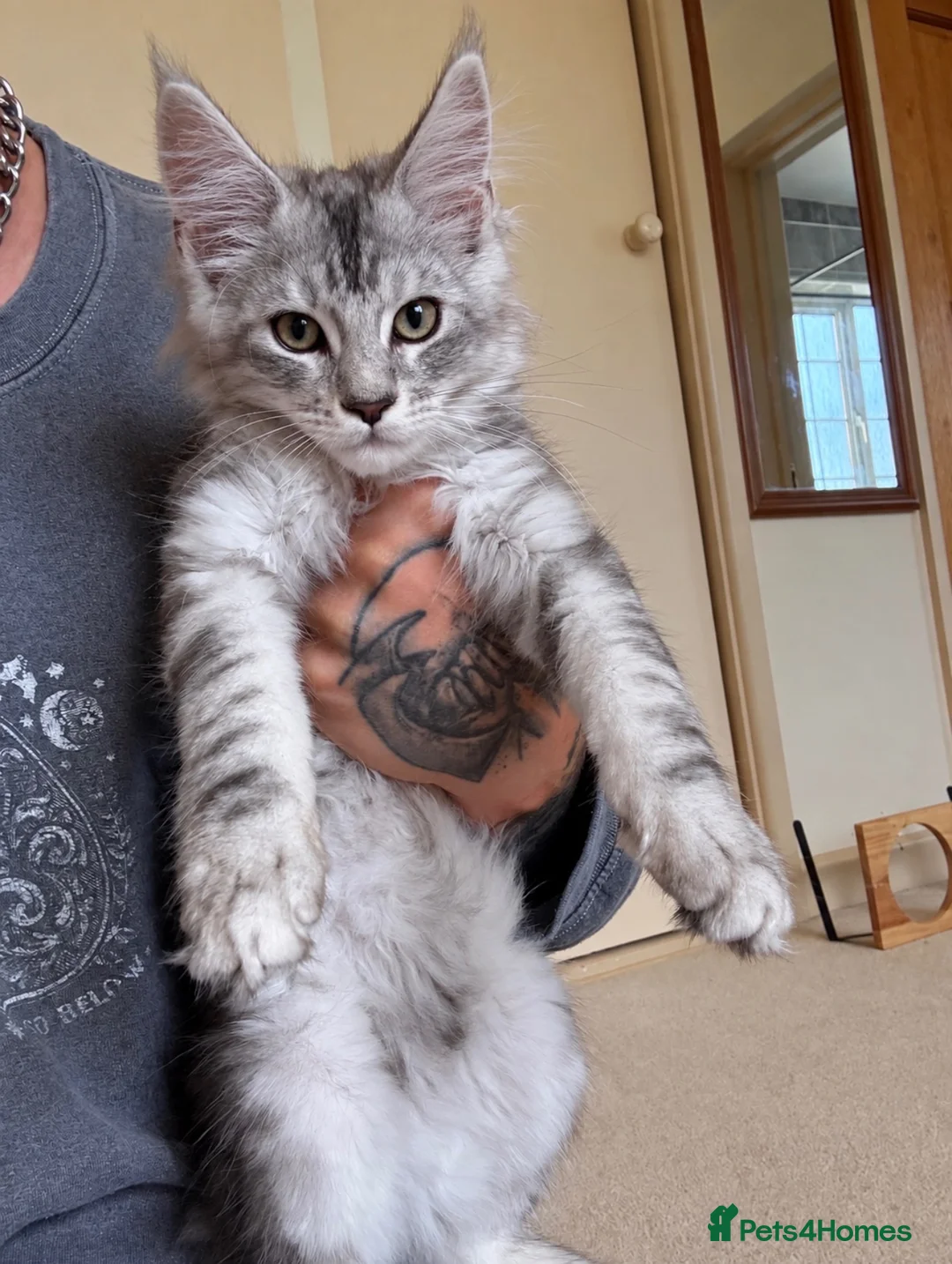 Maine Coon cats for sale: 2 Beautiful Main Coon Babies  - Advert 2