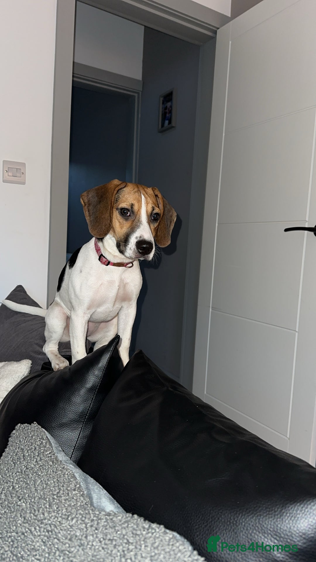 Beagle dogs for sale: 6 Month Old Pure Breed Beagle - Advert 2
